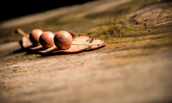 棋牌直播
